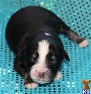 miniature australian shepherd puppy posted by Kimberly Jones
